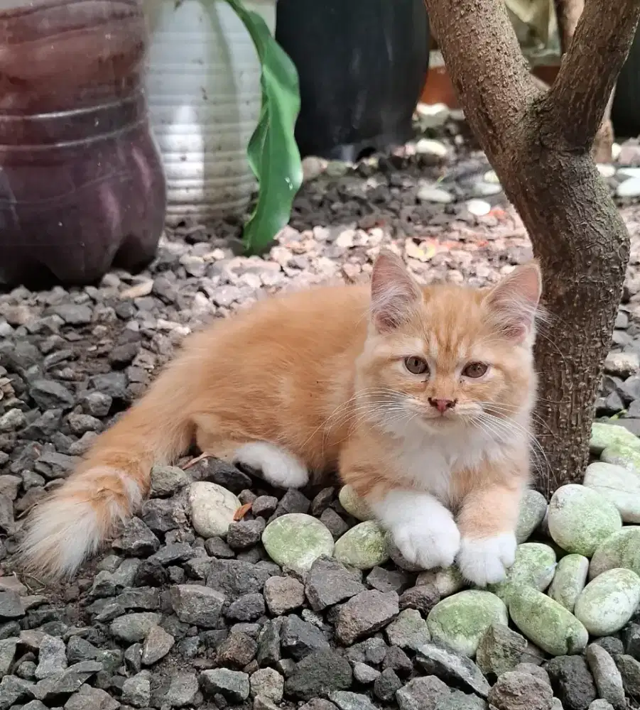 Adopsi Kucing Mainecoon mix Norwegian