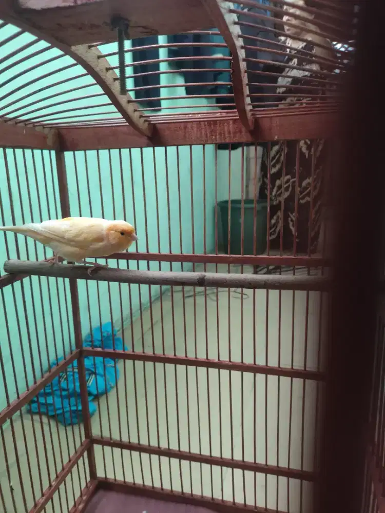 Dijual burung kenari AF gacor warna cerah jaminan jantan seumur hidup