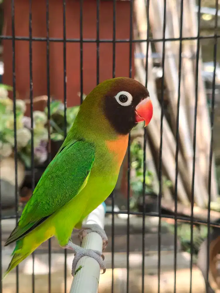 Lovebird BC jantan dewasa