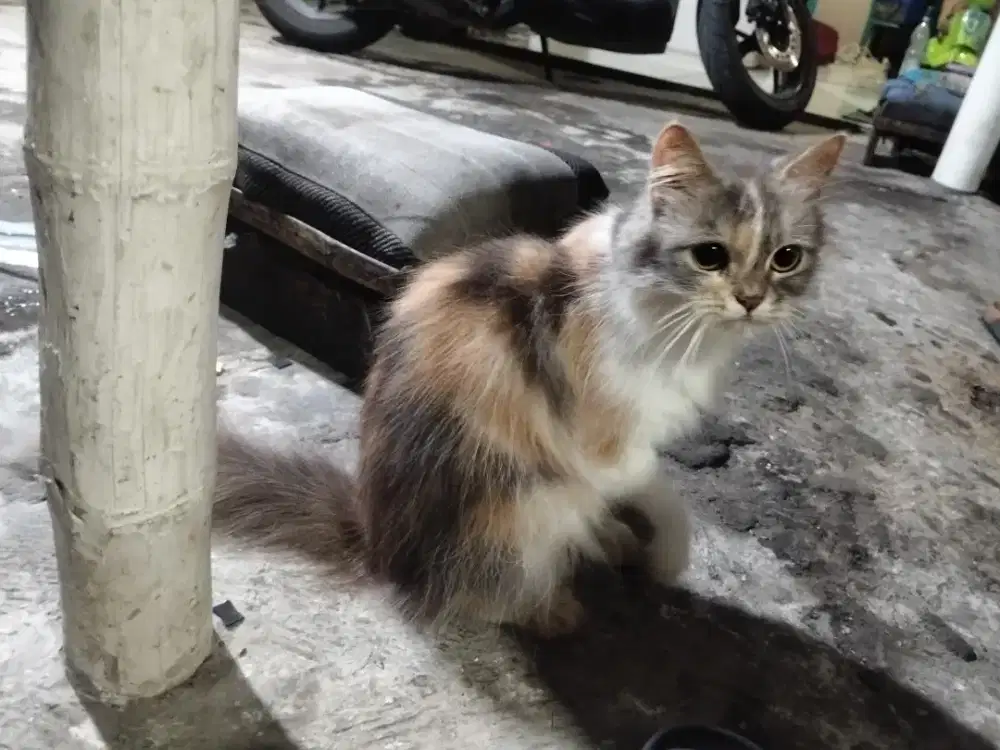 Kucing angora betina