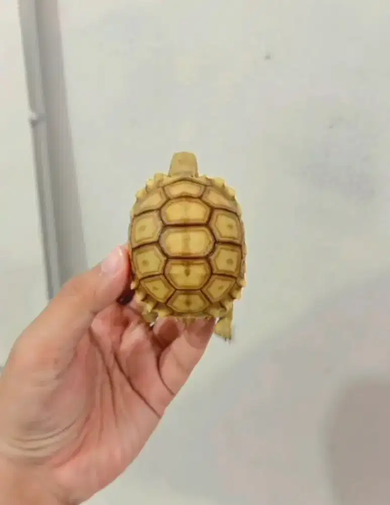 Sulcata thinline 6cm CB INDO