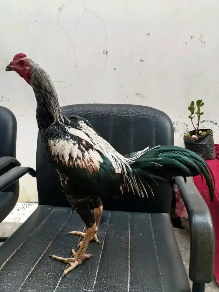 Ayam bangkok pamangon