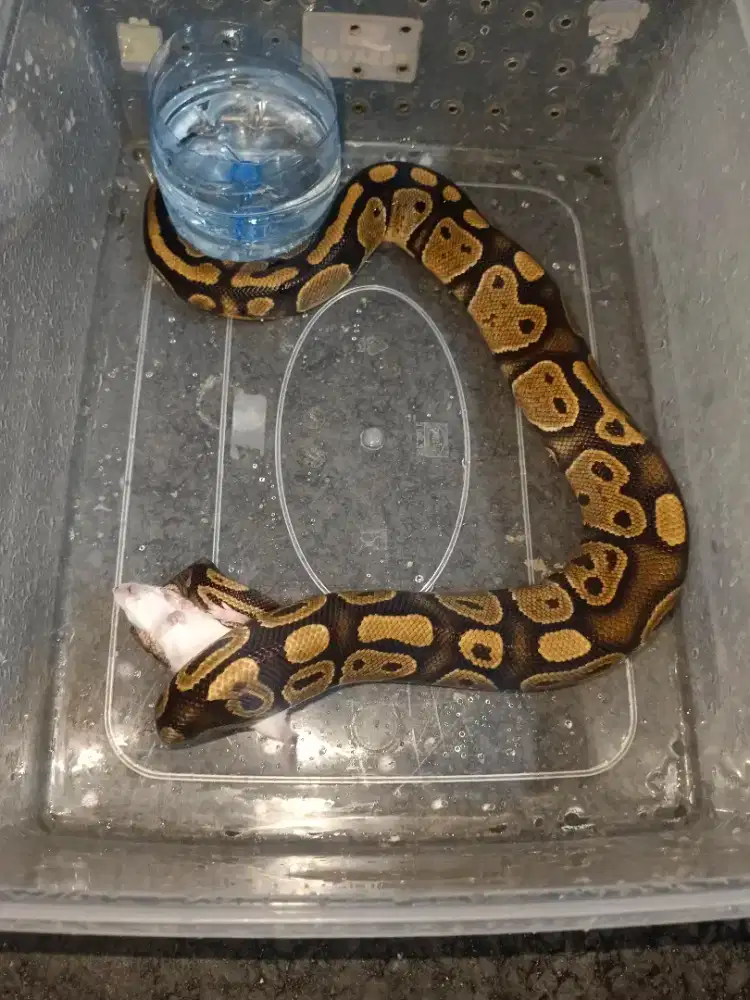 jual bp normal het pied famele negoin aja