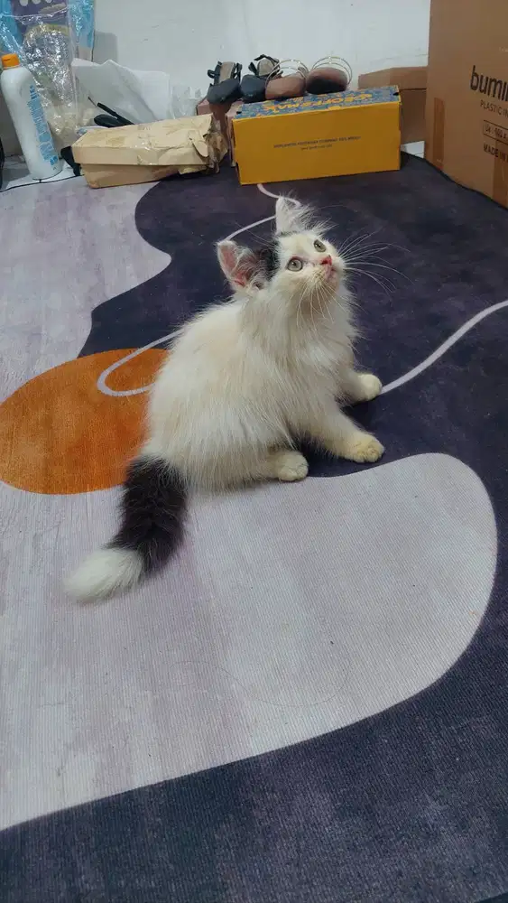 Persia flatnose bulu kapas ekor unik