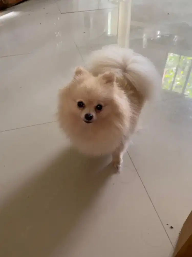 Indukan minimpom stambum