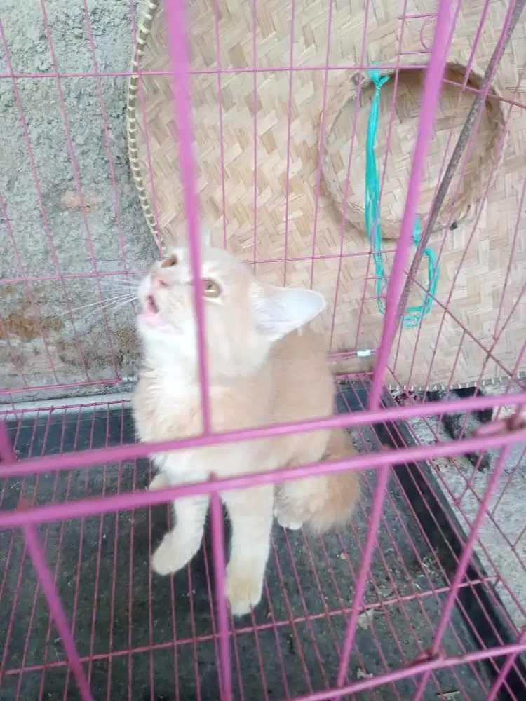 Mixdom oyeng calon pemuda tangguh