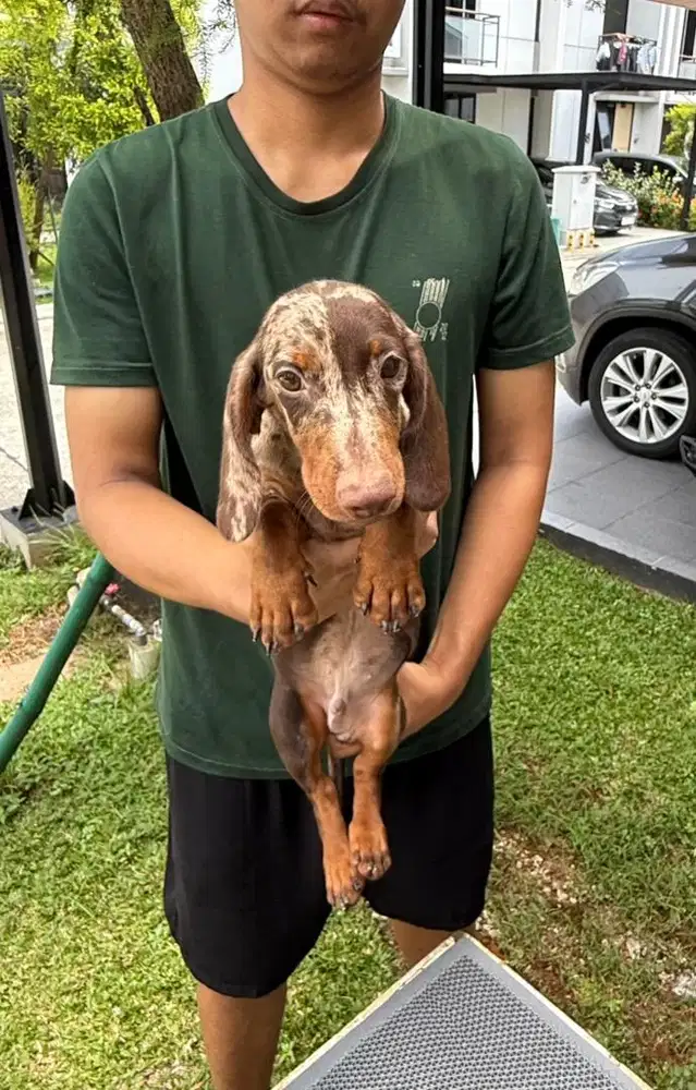 Calon pejantan tekel cakep