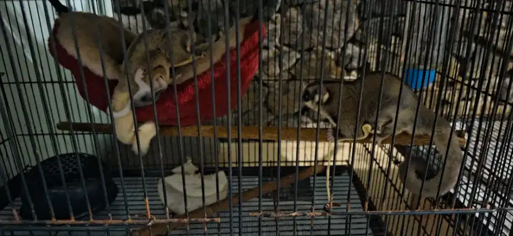 Sugar glider 3pasang + 6anak