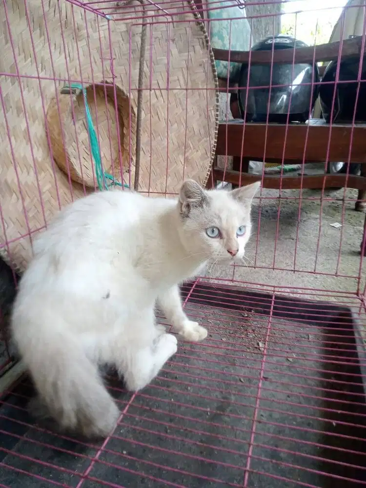 Mixdom putih calon pemuda hebat