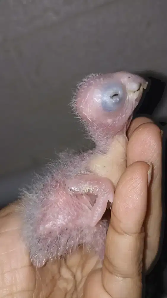 Baby crimson conure sehat terawat