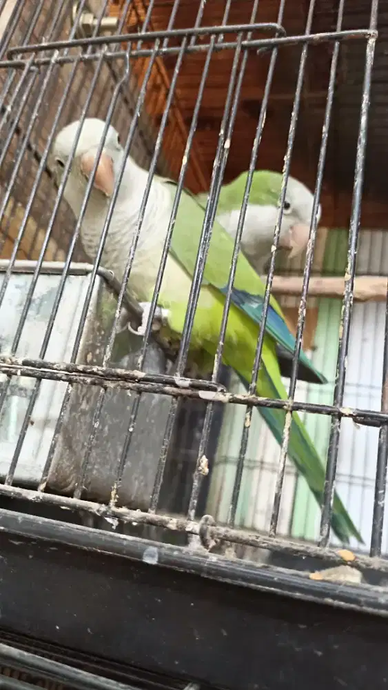 Indukan Quaker parrot, talking bird