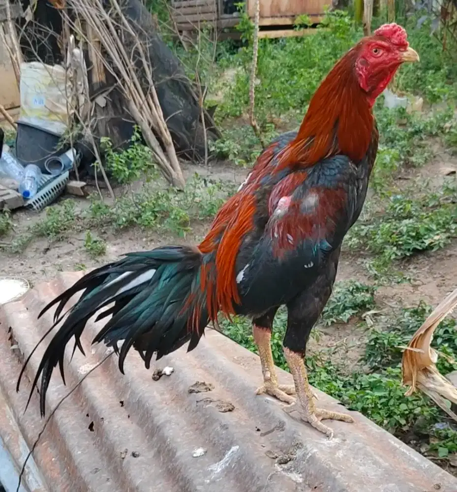 Ayam siam usia -+ 1 thn