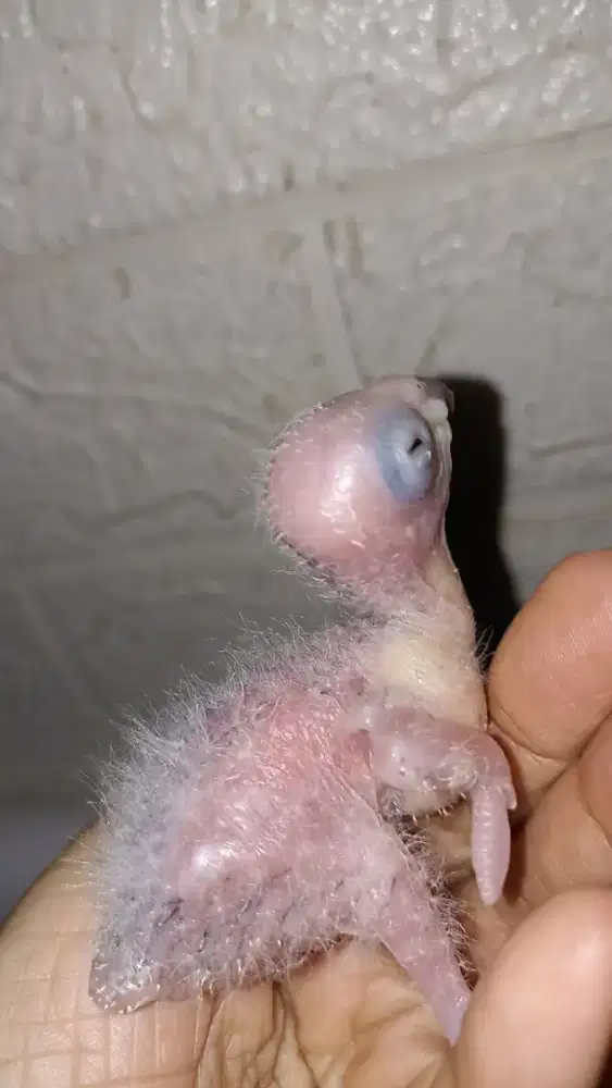 Anakan crimson conure