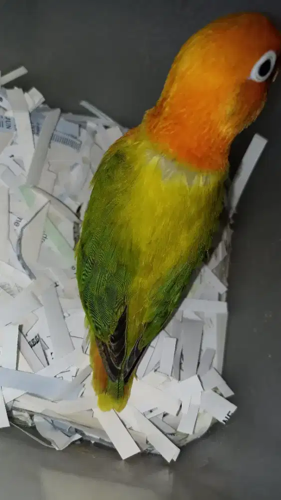 Biola euwing gold jinak