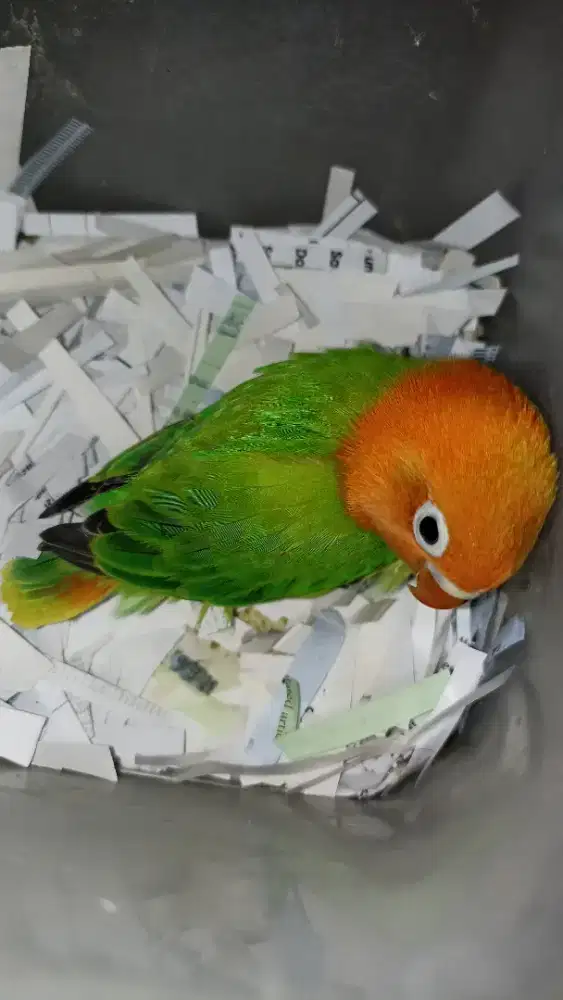 Biola green jinak banget