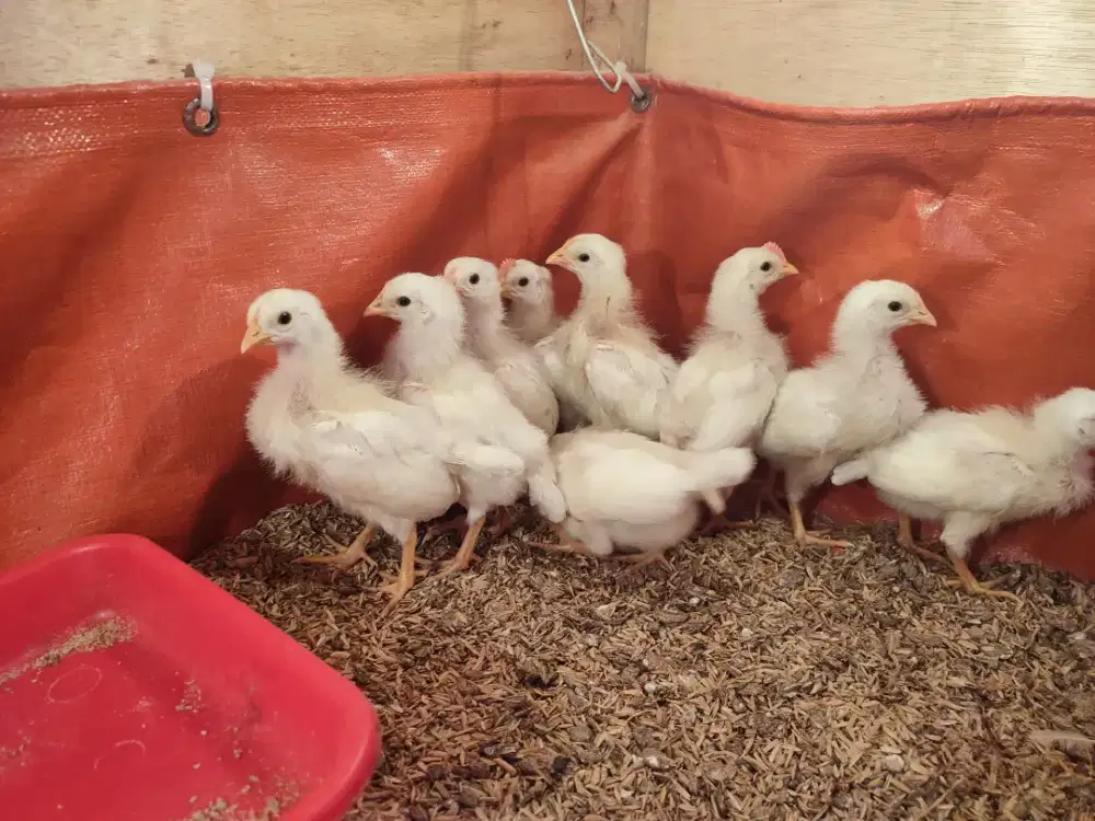 Ayam import white leghorn 3mingguan