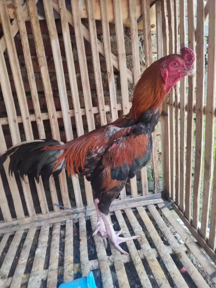 Ayam jago kampung