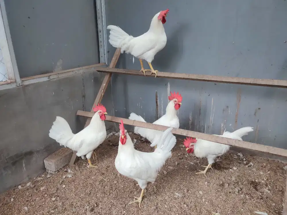 Ayam white leghorn jantan siapan