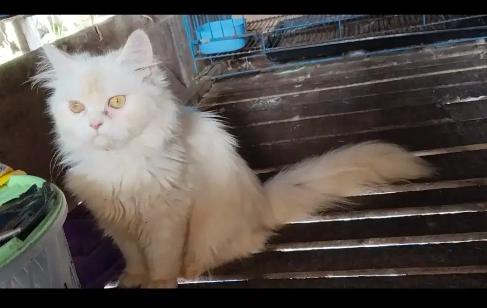 Kitten betina keduanya keturunan pesek