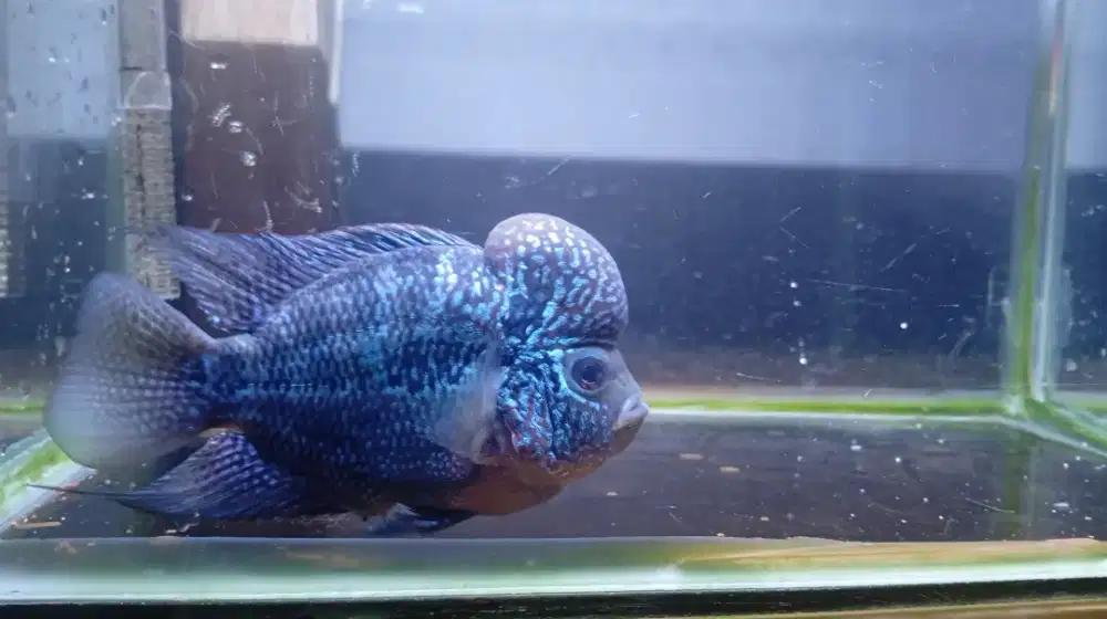 Louhan super red dragon