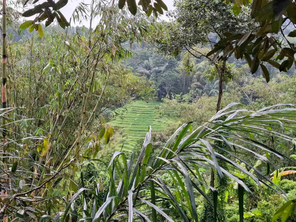 tanah view sawah dan gunung dekat wisata unesco jatiluih