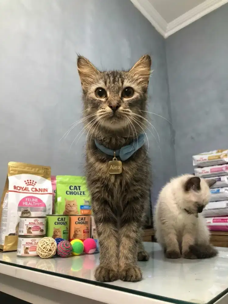 Persian Pure, gemuk, Alex 300k nego