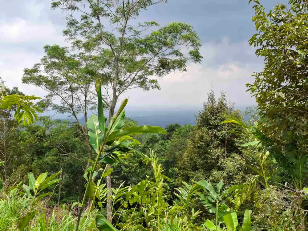 dijual tanah view laut dan perbukitan di wisata unesco jatiluih