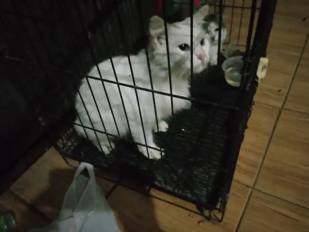 Persia putih ... Betina 1 tahun