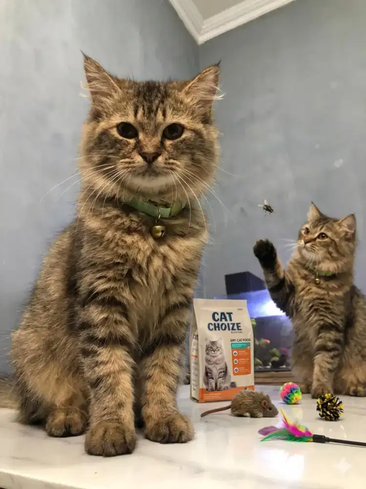 Persian pure, 5 bulan, 300k nego