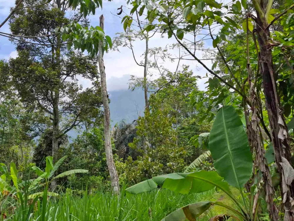 tanah super datar view gunung dan dekat dengan wisata jatiluih