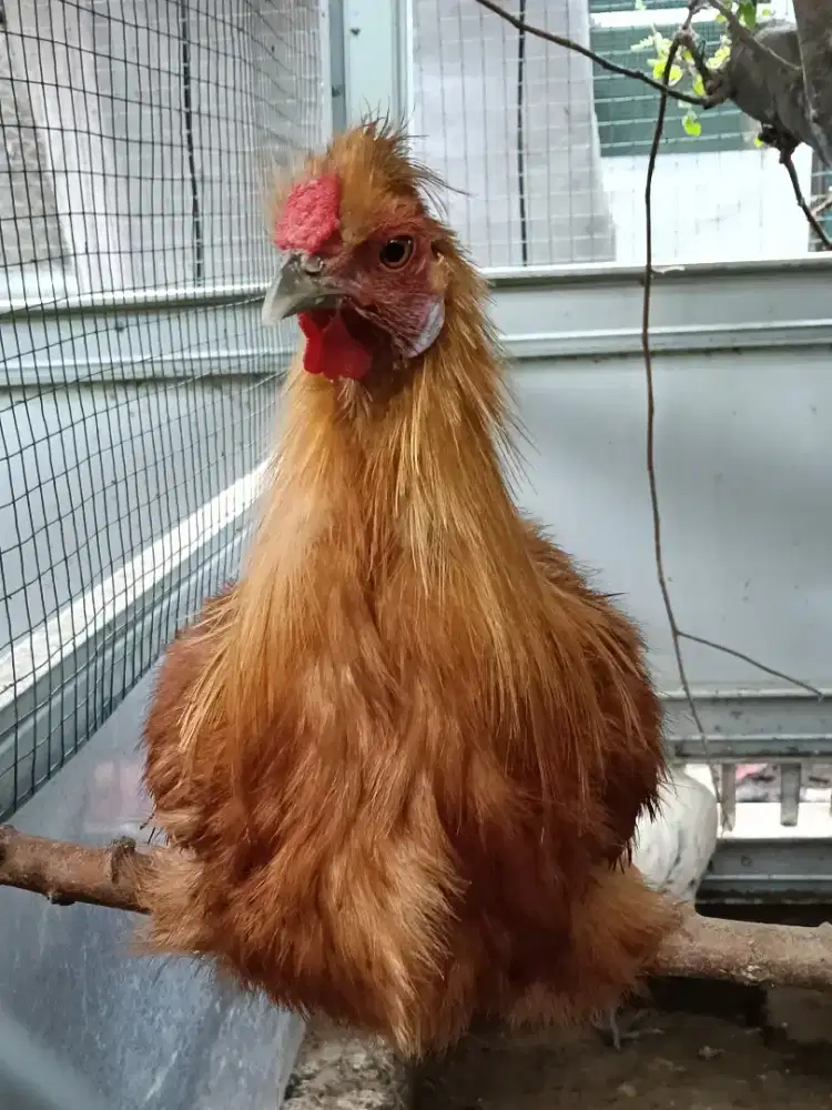 Ayam Silkie Brown