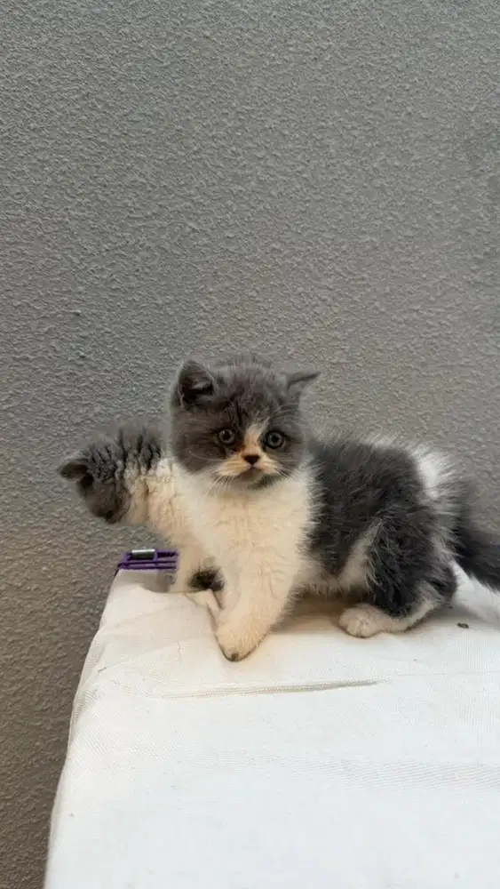 kucing BSH bicolor pure sepasang gembul