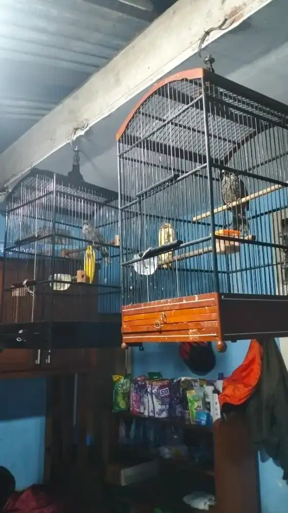 Cucak rowo sepasang dna gacor