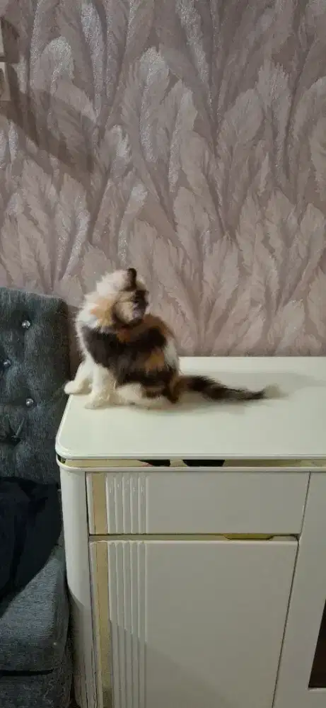 Betina calico 7bulan