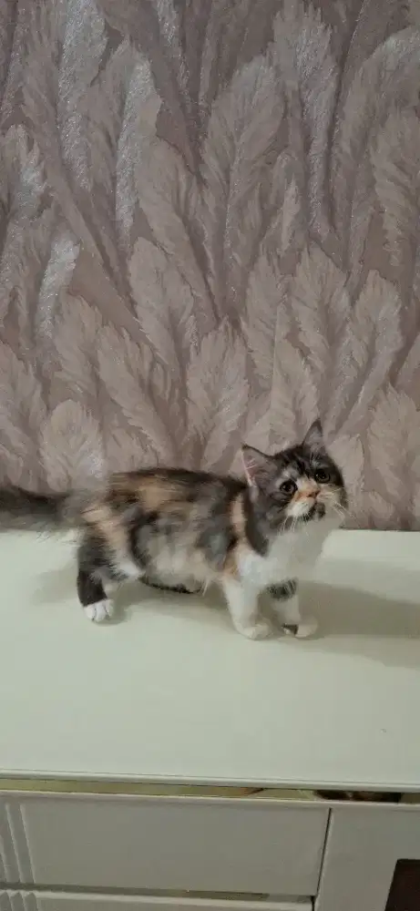 Betina calico 3,5 bulan