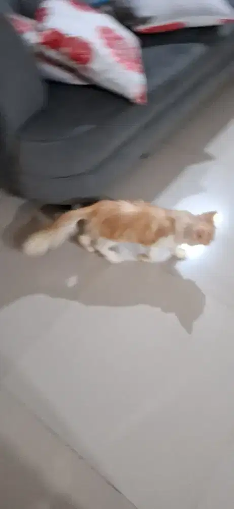 Jantan persia 7 bulan