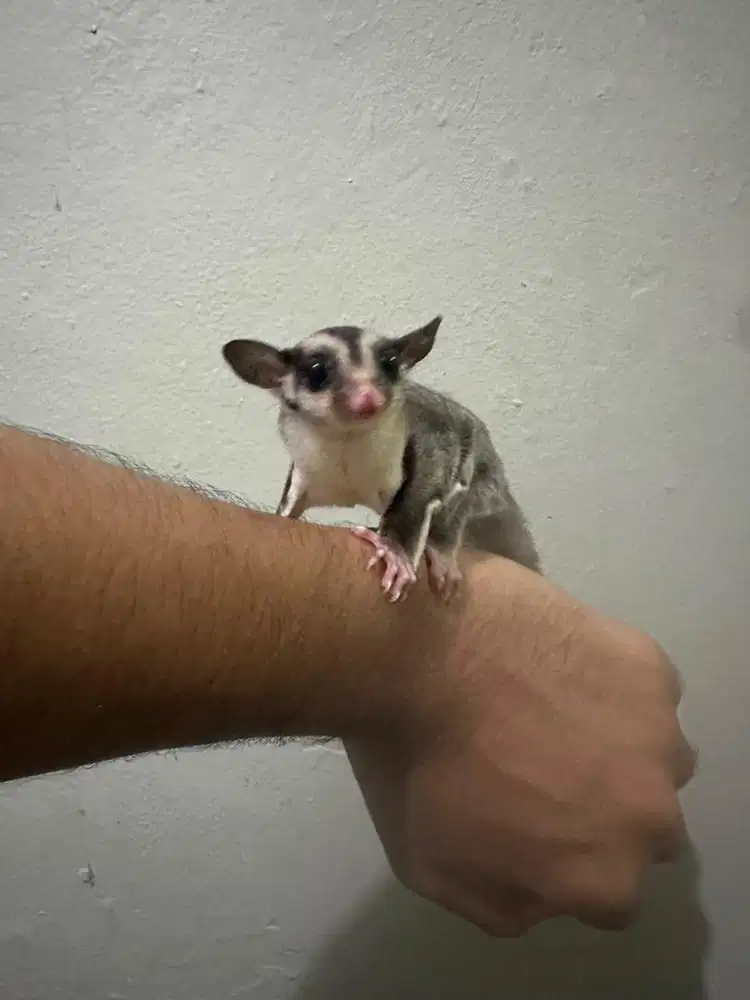 Sugar Glider (Classic Grey)