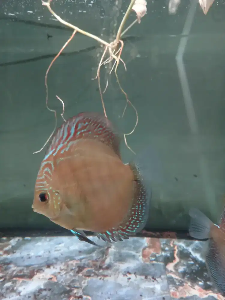 Iak discus leopard