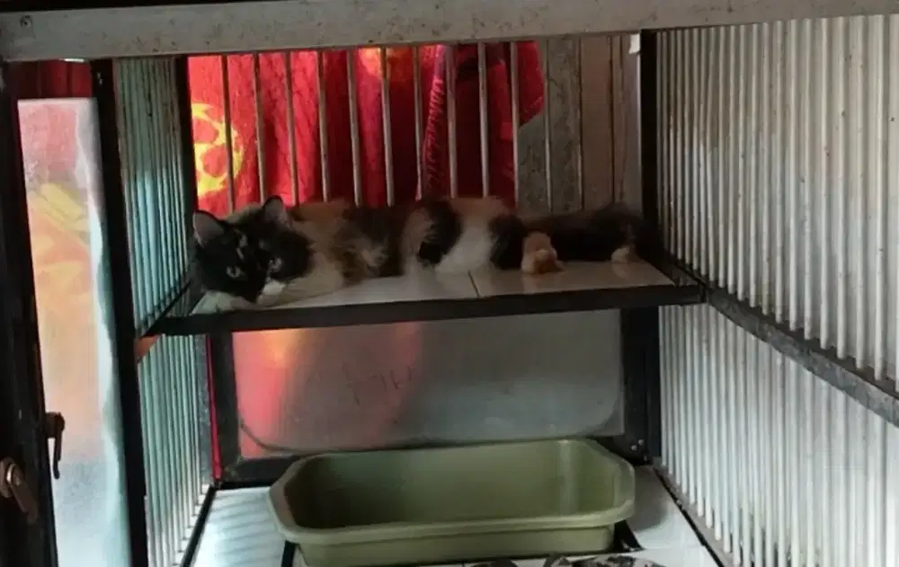 Flatnose Calico (belang telon) 3 warna