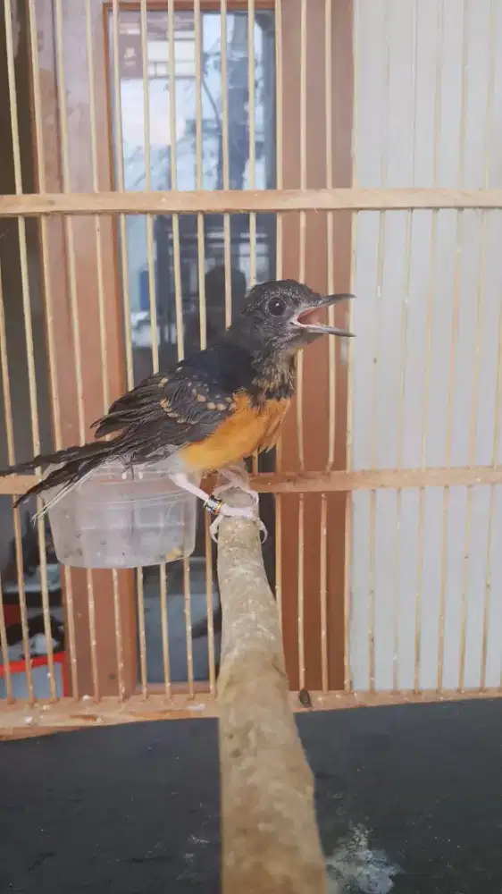 Muray trotol trah prestasi