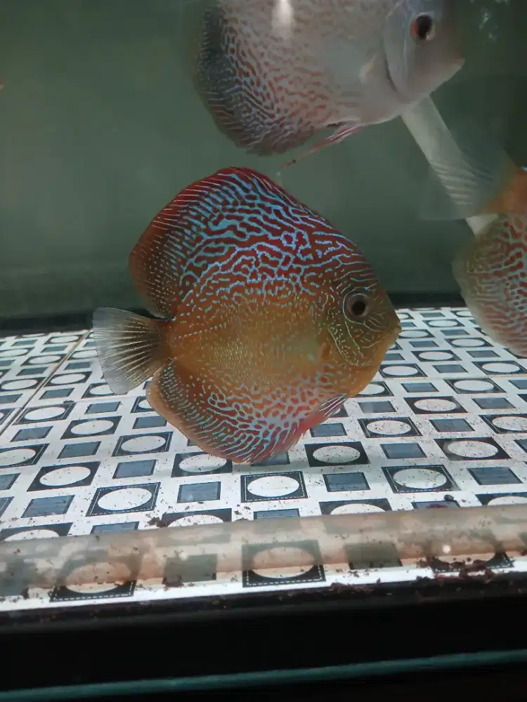 Discus leopard tosca