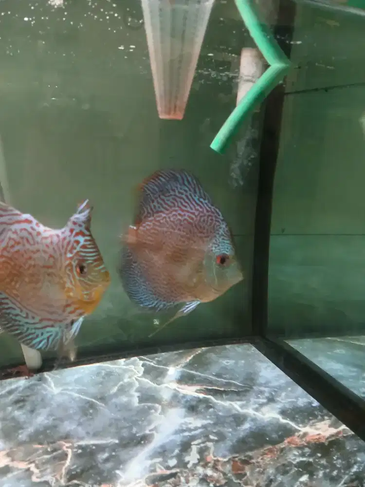 Jual ikan discus betina