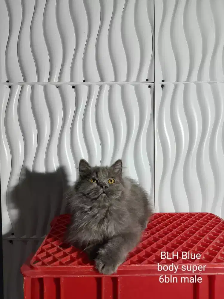British longhair NS blue male body super bigbone