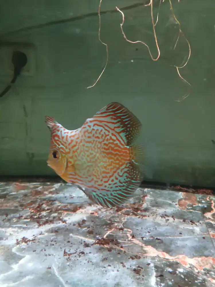 Ikan discus leopar