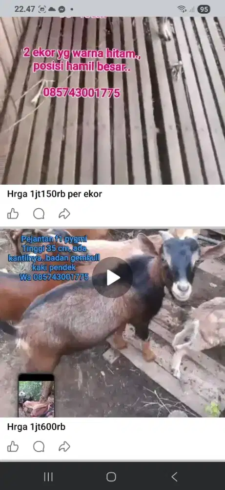 Kambing hias mini f1 pygmi dan kacang minii orii