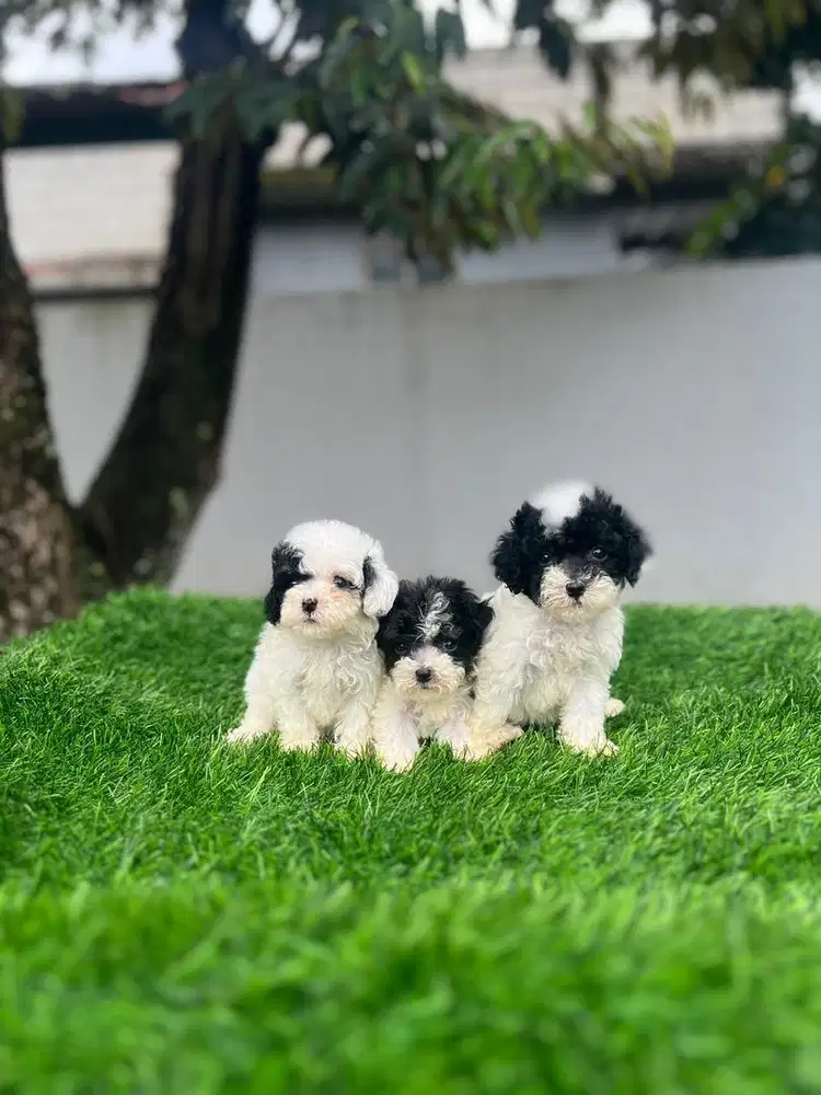 Poodle party silver teacup