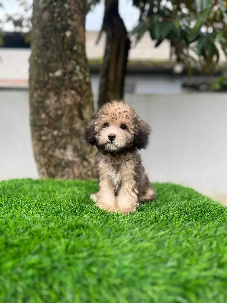 Poodle tiny brindle silver