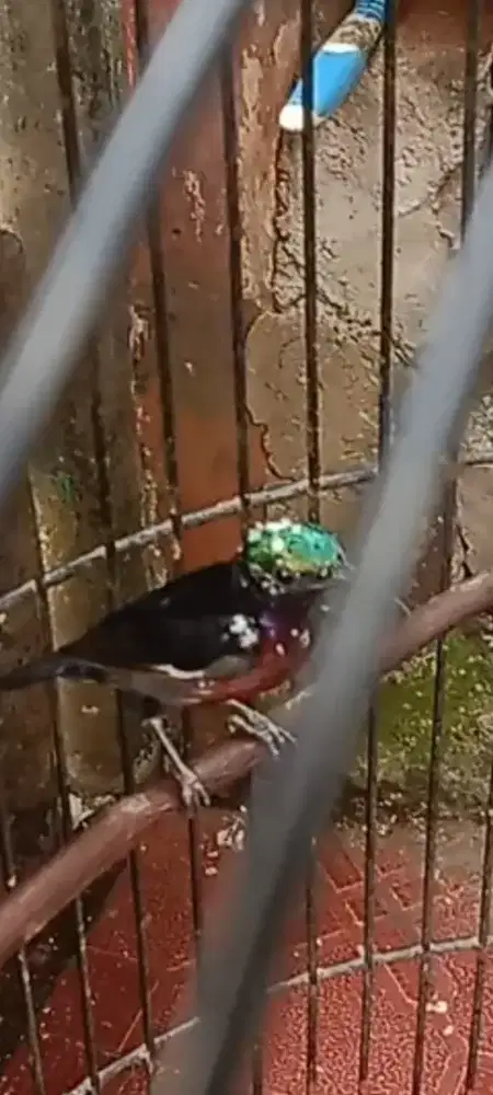 Kolibri ninja blorok gacor