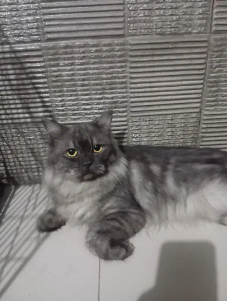 Kitten mainecoon jantan