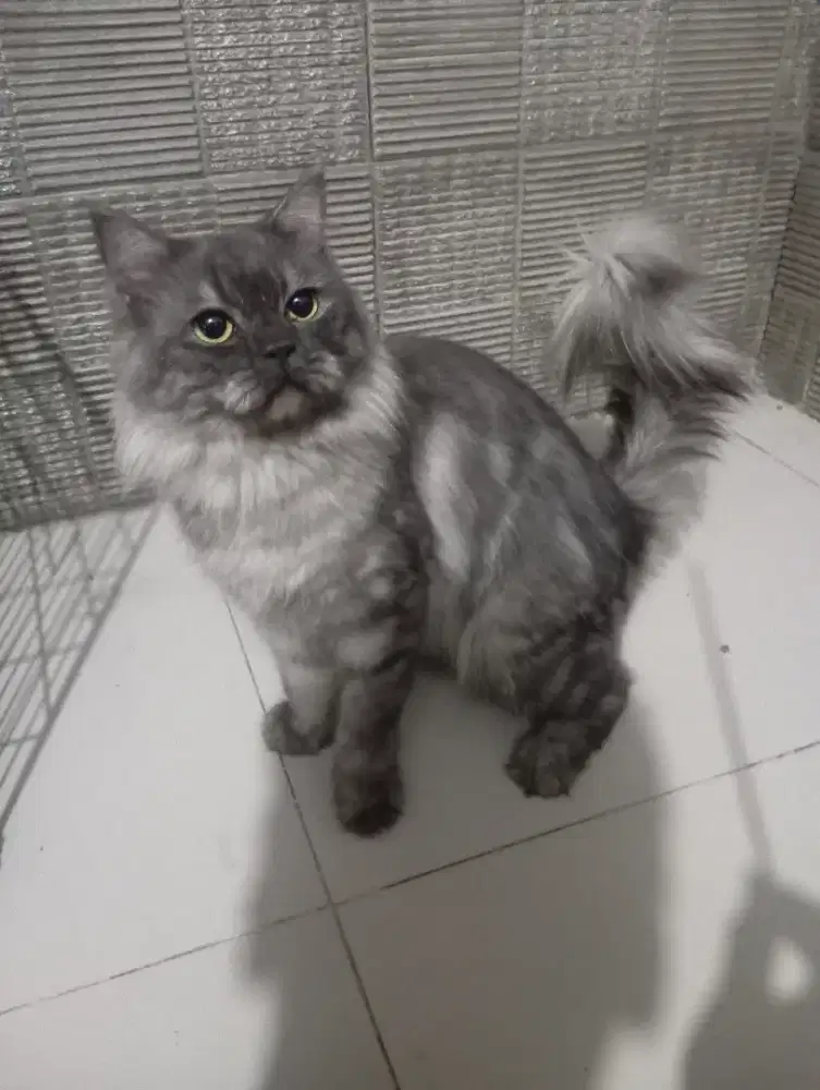Kucing mainecoon jantan